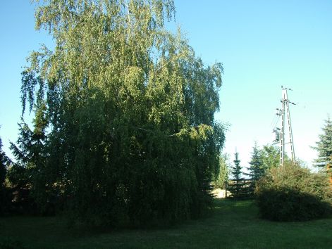 dscf7185.jpg