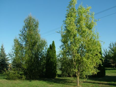dscf7189.jpg