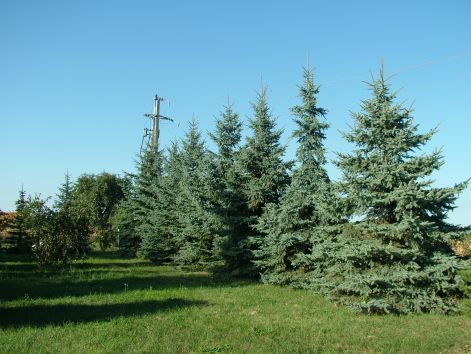 dscf7195.jpg