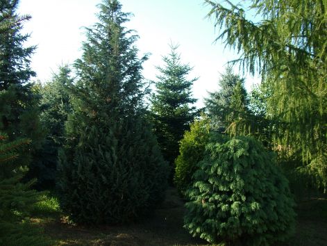 dscf7203.jpg