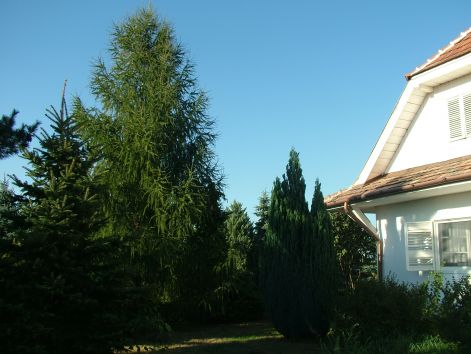 dscf7246.jpg